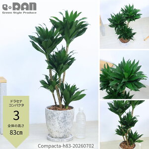 観葉植物 ドラセナ コンパクタ」の人気商品一覧・価格比較 - 価格.com