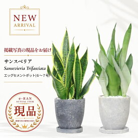 サンスベリア 観葉植物 多肉植物 6号 7号鉢 高さ約40〜80cm 選べる現品 エッグセメントポット ローレンティー コンパクタ スパーバ ムーンシャイン マノリン サイアムシルバー ゴールドフレーム ゼラニカ マッソニアーナ グランディス