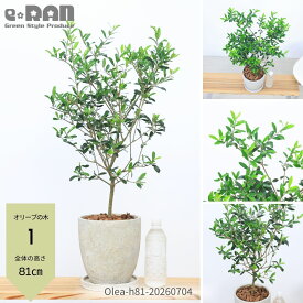 オリーブの木 7号鉢 品種選択可 高さ約70〜90cm 観葉植物 エッグセメントポット エルグレコ シプレッシーノ コレッジョラ モライオロ 現品発送 シンボルツリー 耐寒性 厳選