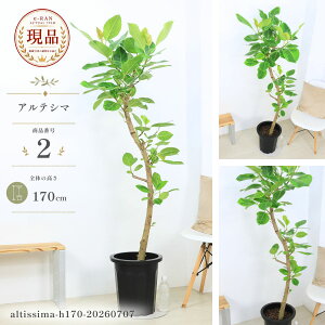フィカス アルテシマ 観葉植物」の人気商品一覧・価格比較 - 価格.com