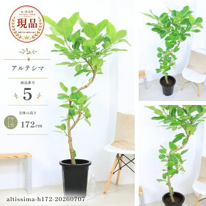観葉植物 フィカス・アルテシマ 10号」の人気商品一覧・価格比較 