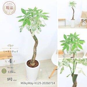 観葉植物 パキラミルキーウェイ」の人気商品一覧・価格比較 - 価格.com