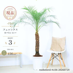 観葉植物 フェニックスロベレニー」の人気商品一覧・価格比較 - 価格.com