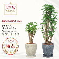 ポリシャス 観葉植物 6号 7号鉢 エッグセメントポット 高さ約40〜90cm 選べる現品発送 耐陰性 開店祝い …