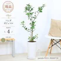 楽天市場】120cm（種類（植物）ゴムの木）（観葉植物｜花・観葉植物 