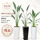 ストレリチア レギネ 観葉植物 1株仕立 7号鉢 高さ約70〜130cm 選べる現品発送 陶器鉢 新築祝い ギフト 極楽鳥花 レギナエ レギネー レジーネ ゴクラクチョウカ Strelitzia