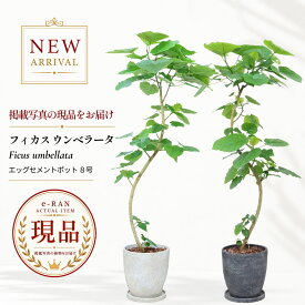 フィカス ウンベラータ 観葉植物 大型 8号鉢 高さ約125〜160cm 選べる現品発送 エッグセメントポット 曲がり樹形 シンボルツリー ゴムの木 おしゃれ 室内 リビング 育てやすい 新築祝い 開店祝い ギフト