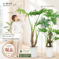 フィロデンドロン セローム ホープ 観葉植物 大型 10号鉢 高さ約130〜175cm 選べる現品発送 幹上がり シ…
