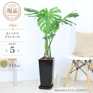 �����X�e�� �f���V�I�[�T �ϗt�A�� 6�� 7���� ������70�`100cm �I�ׂ錻�i���� ���픫 Monstera deliciosa �f���L�I�T �z�E���C�V���E �P���� �������t �썑 ��Ă₷�� �V�z�j�� �J�X�j�� �M�t�g