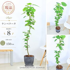 フィカス ウンベラータ 観葉植物 大型 8号鉢 高さ約125〜160cm 選べる現品発送 エッグセメントポット 曲がり樹形 シンボルツリー ゴムの木 おしゃれ 室内 リビング 育てやすい 新築祝い 開店祝い ギフト
