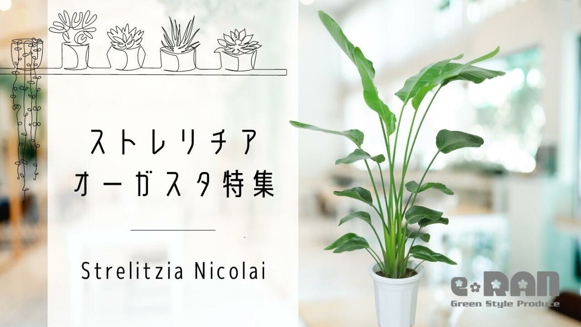 楽天市場 | 観葉植物の専門店e-RAN - ストレリチア・オーガスタ特集 