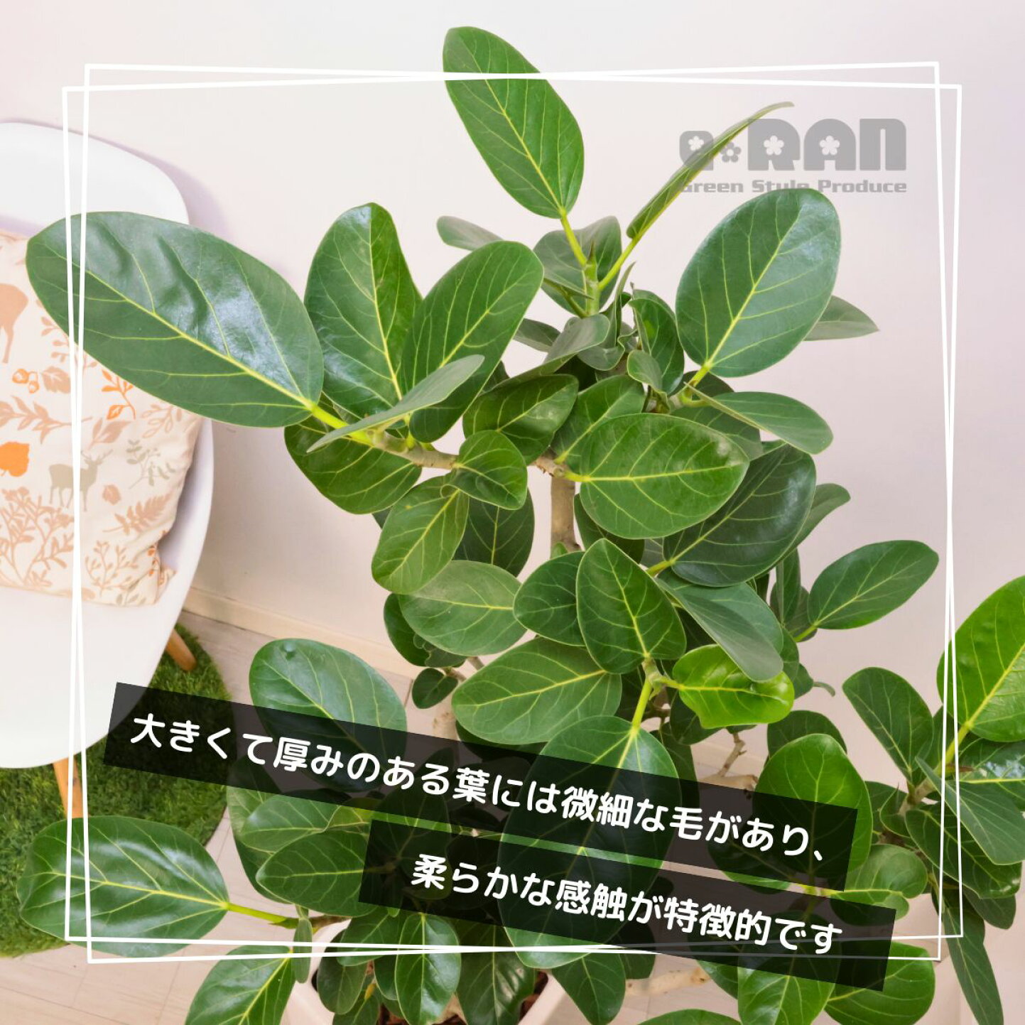 楽天市場 | 観葉植物の専門店e-RAN - フィカス・ベンガレンシス特集 