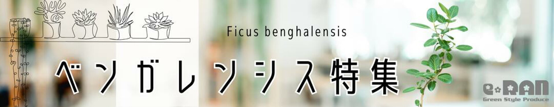 ベンガレンシス特集・特徴・育て方