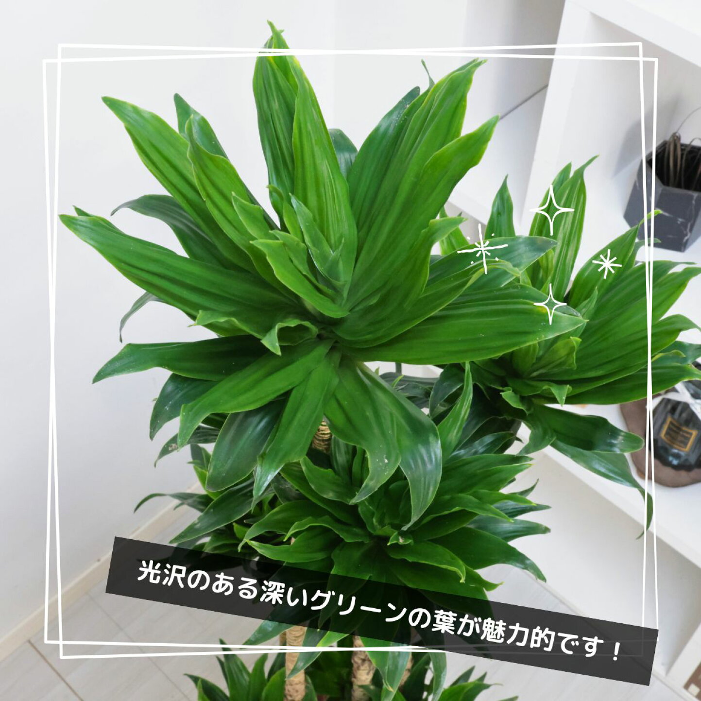 楽天市場 | 観葉植物の専門店e-RAN - ドラセナ・コンパクタ特集 ～特徴 