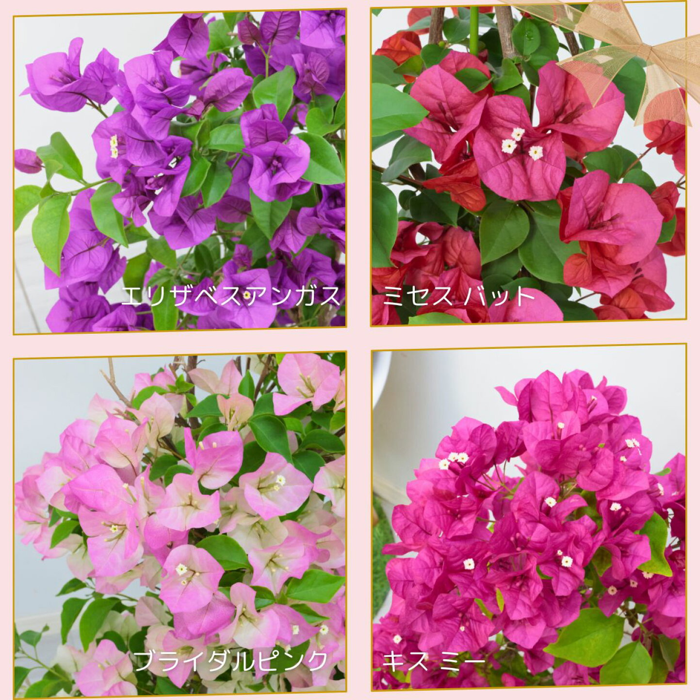 楽天市場 | 観葉植物の専門店e-RAN - ブーゲンビリア特集 ～特徴・育て 