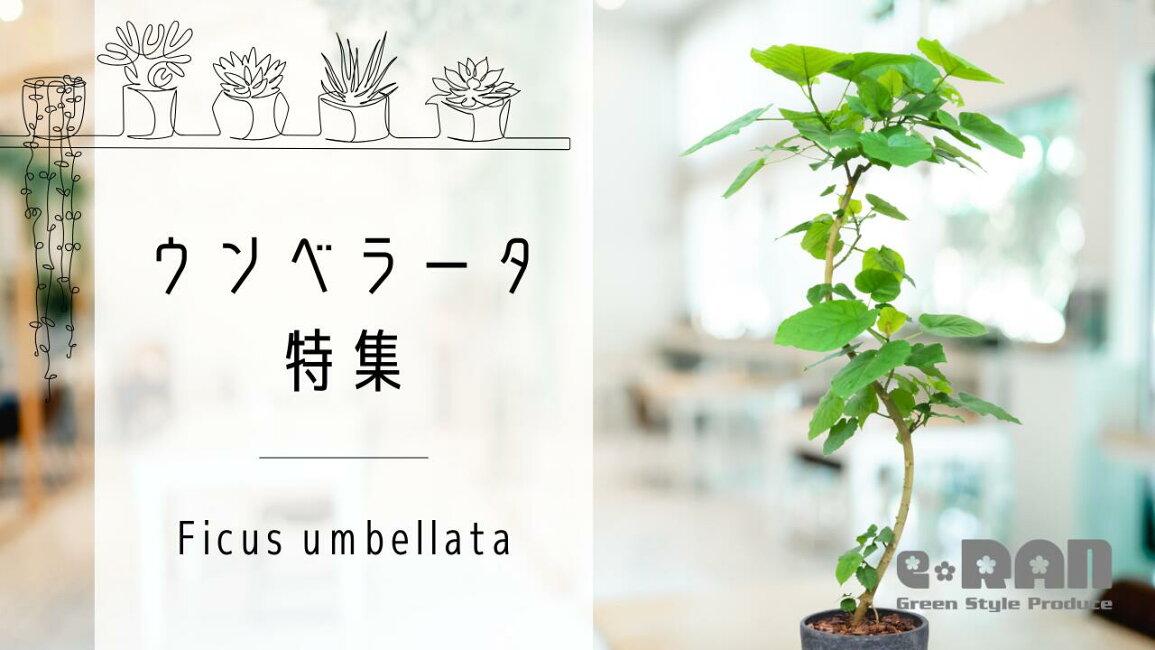 楽天市場 | 観葉植物の専門店e-RAN - フィカス・ウンベラータ特集 