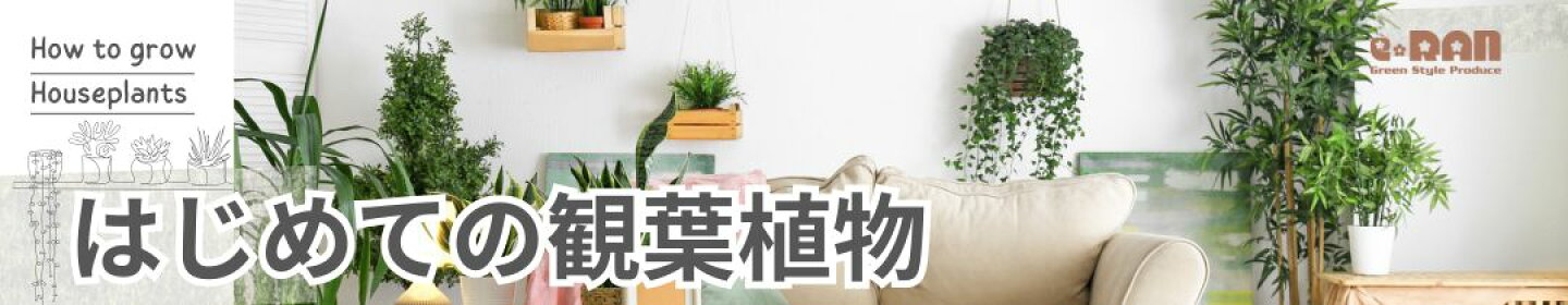 はじめての観葉植物