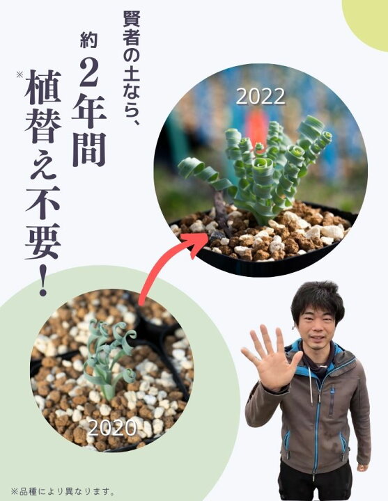 楽天市場 多肉植物 土 培養土 サボテン コーデックス 塊根 アガベ パキプス ガガイモ エケベリア 観葉植物 植え替え 賢者の土 エリオクエスト エリオクエスト
