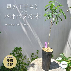 観葉植物 バオバブの人気商品 通販 価格比較 価格 Com