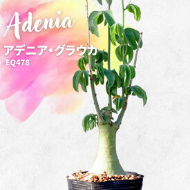 コーデックス 塊根植物 アデニア グラウカ Adenia glauca EQ478 通販 実生 2.5号 観葉植物 インテリア エリオクエスト