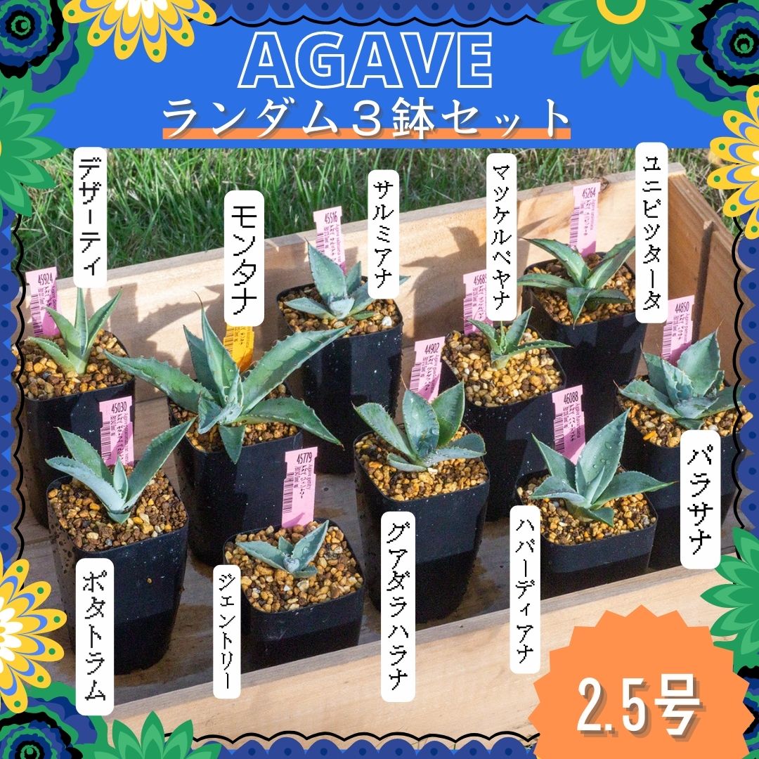 楽天市場】アガベ セット B 2.5号 3鉢 Agave 多肉植物 エリオクエスト 