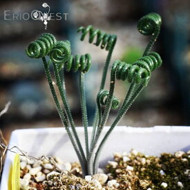 楽天市場 珍しい 観葉植物の通販