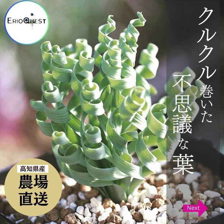 楽天市場 10 Off ケープバルブ 観葉植物 小さい 多肉植物 珍奇植物 ビザールプランツ 南アフリカ 球根 アルブカ コンコルディアナ Albuca Concordiana サボテン Eq148 エリオクエスト