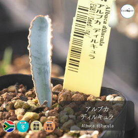 観葉植物 小さい 多肉植物 珍奇植物 ビザールプランツ 南アフリカ 球根 アルブカ ディルキュラ Albuca dilucula EQ811 播種 キジカクシ科