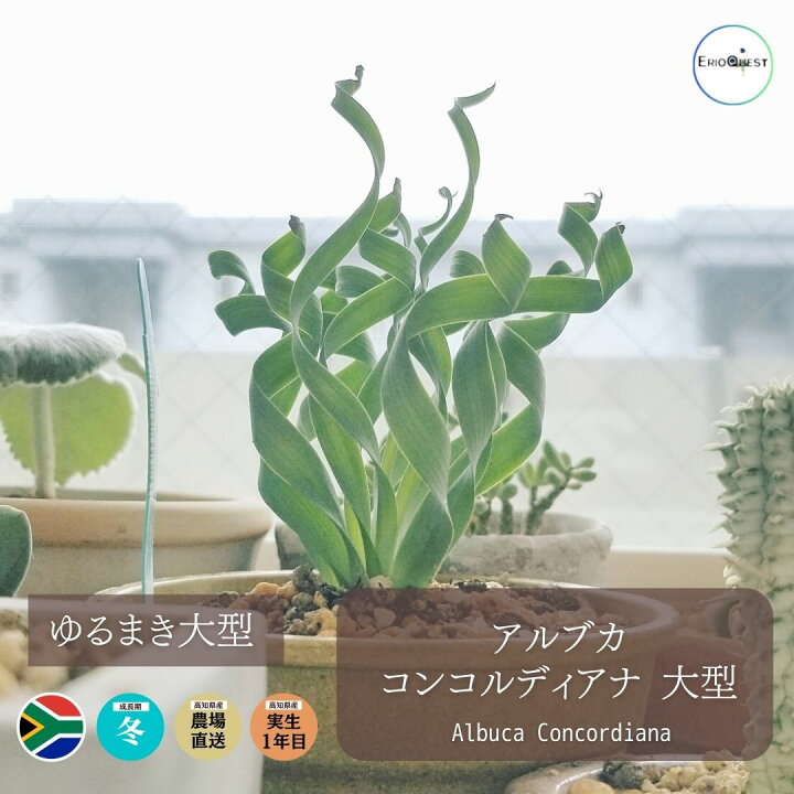 楽天市場 10 Off ケープバルブ 観葉植物 小さい 多肉植物 珍奇植物 ビザールプランツ 南アフリカ 球根 アルブカ コンコルディアナ 大型 Albuca Concordiana エリオクエスト