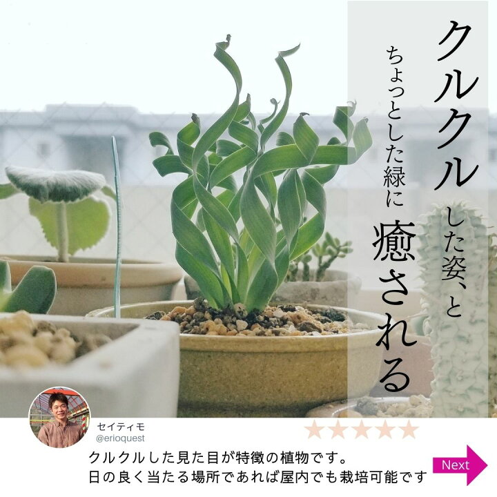 楽天市場 10 Off ケープバルブ 観葉植物 小さい 多肉植物 珍奇植物 ビザールプランツ 南アフリカ 球根 アルブカ コンコルディアナ Albuca Concordiana サボテン Eq148 エリオクエスト