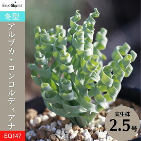 アルブカ コンコルディアナ Albuca Concordiana EQ148 通販 実生 2.5号 ケープバルブ 南ア 球根 エリオクエスト