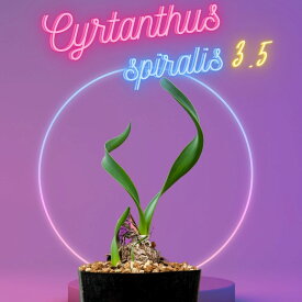 3.5号 キルタンサス スピラリス Cyrtanthus spiralis EQ704 通販 実生 2.5号 ケープバルブ 南ア 球根 エリオクエスト