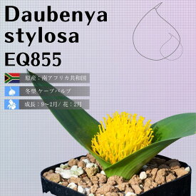 ダウベニア スティローサ Daubenya stylosa EQ855 通販 実生 2.5号 ケープバルブ 南ア 球根 エリオクエスト