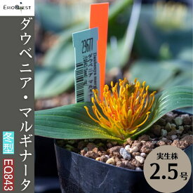 ダウベニア マルギナータ Daubenya marginata EQ843 通販 実生 2.5号 ケープバルブ 南ア 球根 エリオクエスト