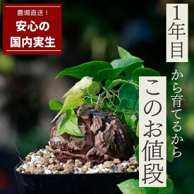 楽天市場 亀甲竜 花 観葉植物 花 ガーデン Diy の通販
