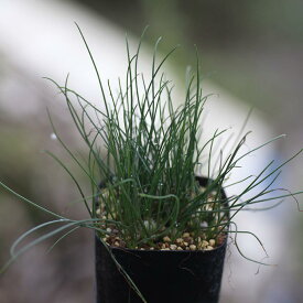 ドリミア ウニフローラ Drimia uniflora IB11266 通販 実生 2.5号 ケープバルブ 南ア 球根 エリオクエスト