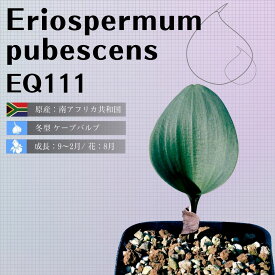 エリオスペルマム プベスケンス Eriospermum pubescens EQ111 通販 実生 2.5号 ケープバルブ 南ア 球根 エリオクエスト