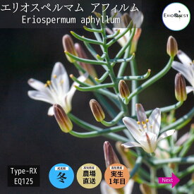 エリオスペルマム アフィルム Eriospermum aphyllum Type-RX EQ125 通販 実生 2.5号 ケープバルブ 南ア 球根 エリオクエスト