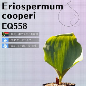 エリオスペルマム クーペリ Eriospermum cooperi EQ558 通販 実生 2.5号 ケープバルブ 南ア 球根 エリオクエスト