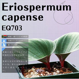 エリオスペルマム カペンセ Eriospermum capense EQ703 通販 実生 2.5号 ケープバルブ 南ア 球根 エリオクエスト