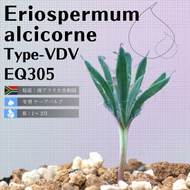 エリオスペルマム アルキコルネ Eriospermum alcicorne Type-VDV EQ305 通販 実生 2.5号 ケープバルブ 南ア 球根 エリオクエスト