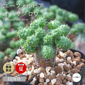 楽天市場 珍しい 多肉 植物 種類 植物 フィカス ロブスター の通販