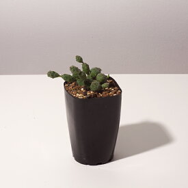 楽天市場 珍しい 多肉 植物の通販