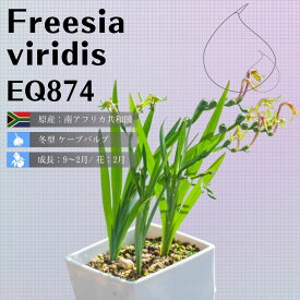 フリージア ヴィリディス Freesia viridis EQ874 通販 実生 2.5号 ケープバルブ 南ア 球根 エリオクエスト