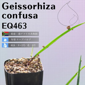 ゲイソリザ コンフューサ Geissorhiza confusa EQ463 通販 実生 2.5号 ケープバルブ 南ア 球根 エリオクエスト