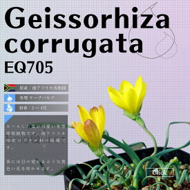 ゲイソリザ コルガータ Geissorhiza corrugata EQ705 通販 実生 2.5号 ケープバルブ 南ア 球根 エリオクエスト