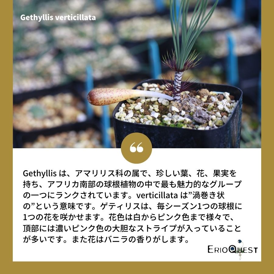 ゲチリス ベルティシラータ Gethyllis verticillata EQ553 通販 実生 2.5号 ケープバルブ 南ア 球根 エリオクエスト  | エリオクエスト
