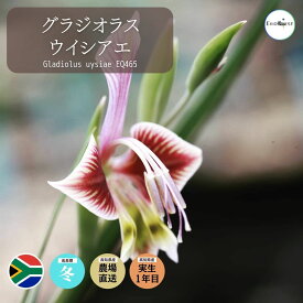 グラジオラス ウイシアエ Gladiolus uysiae EQ465 通販 実生 2.5号 ケープバルブ 南ア 球根 エリオクエスト
