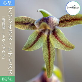 グラジオラス ヒアリヌス Gladiolus hyalinus EQ741 通販 実生 2.5号 ケープバルブ 南ア 球根 エリオクエスト