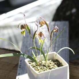 楽天市場 観葉植物 種類 植物 バオバブ 花 観葉植物 花 ガーデン Diy の通販